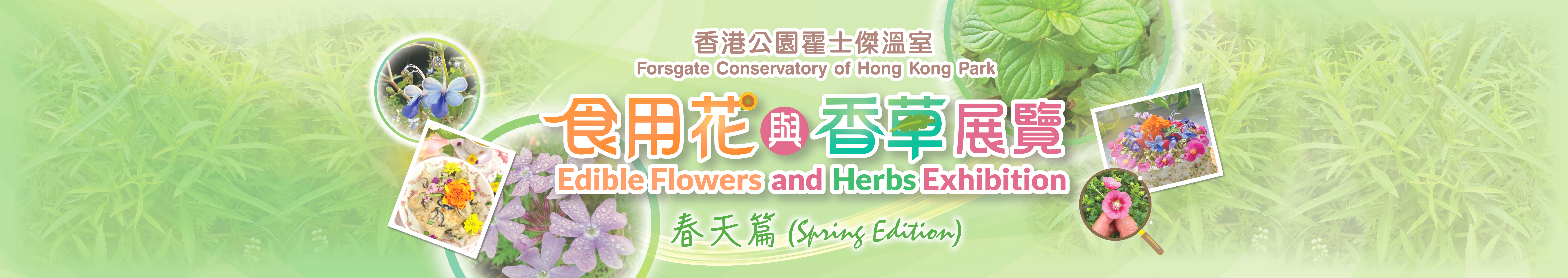 香港公園食用花與香草展覽（春天篇）